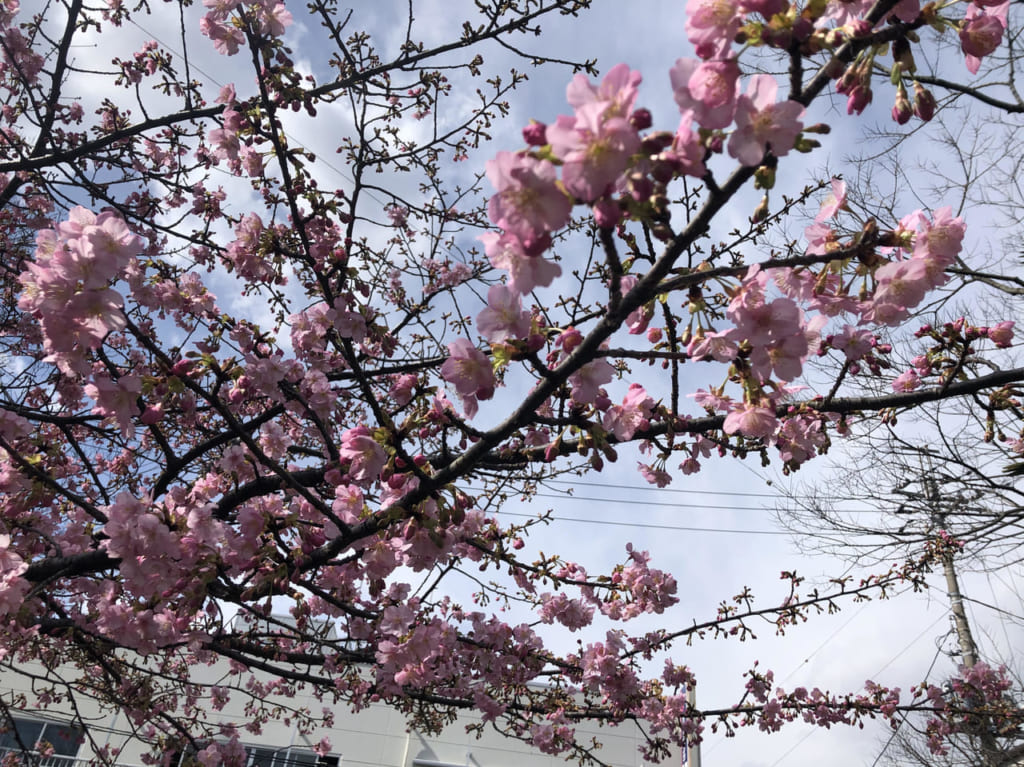 河津桜