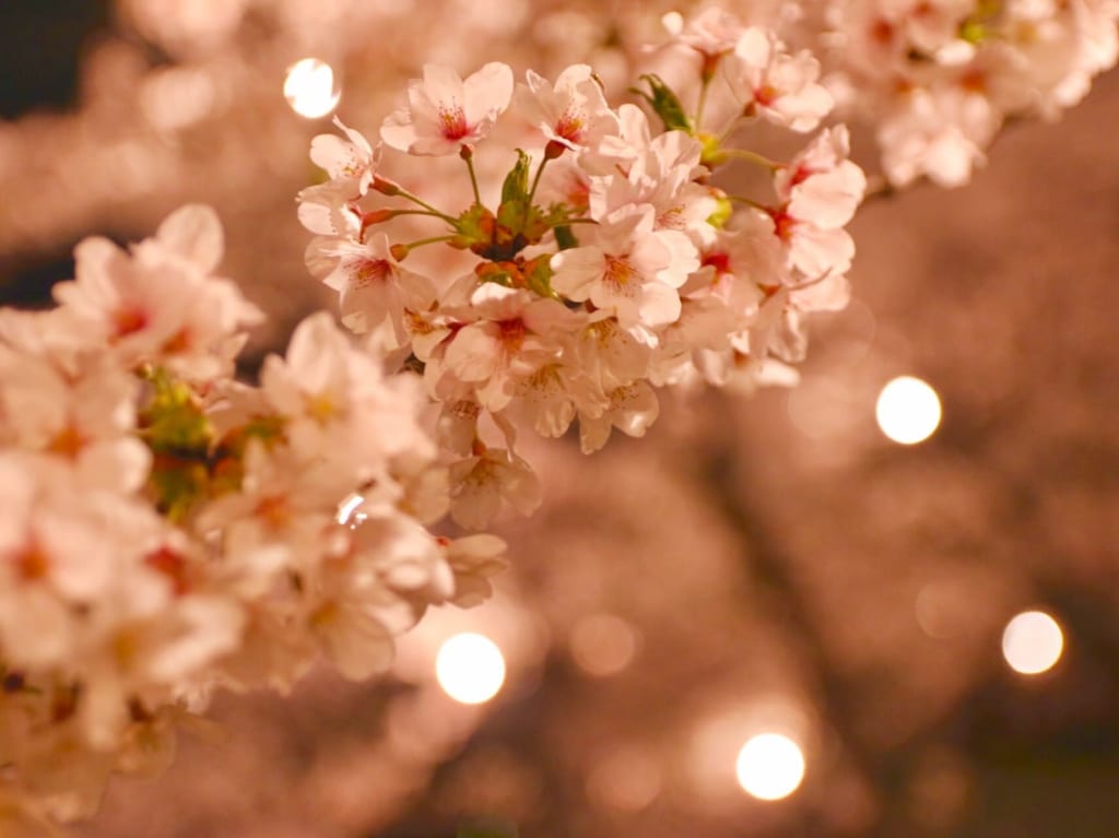 夜桜　イメージ