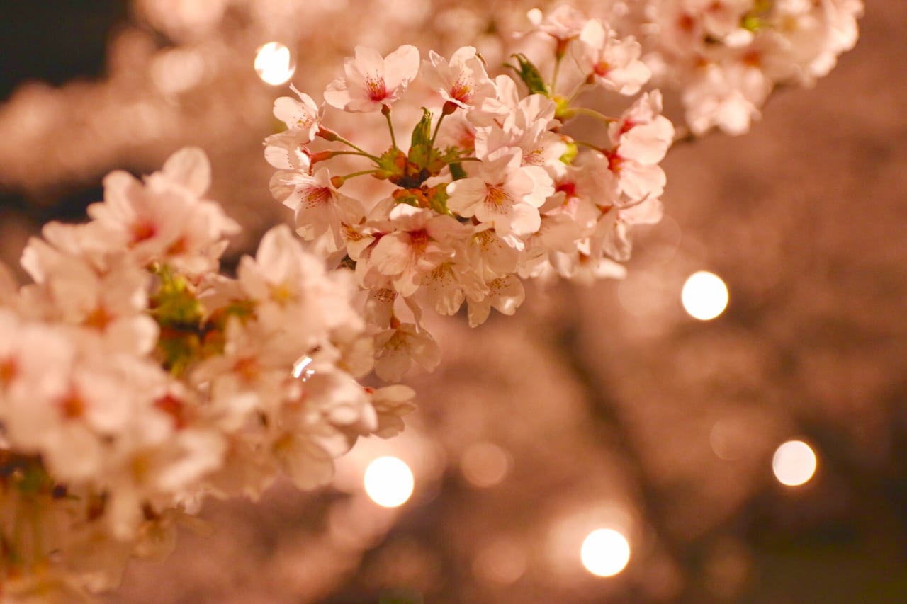 夜桜　イメージ