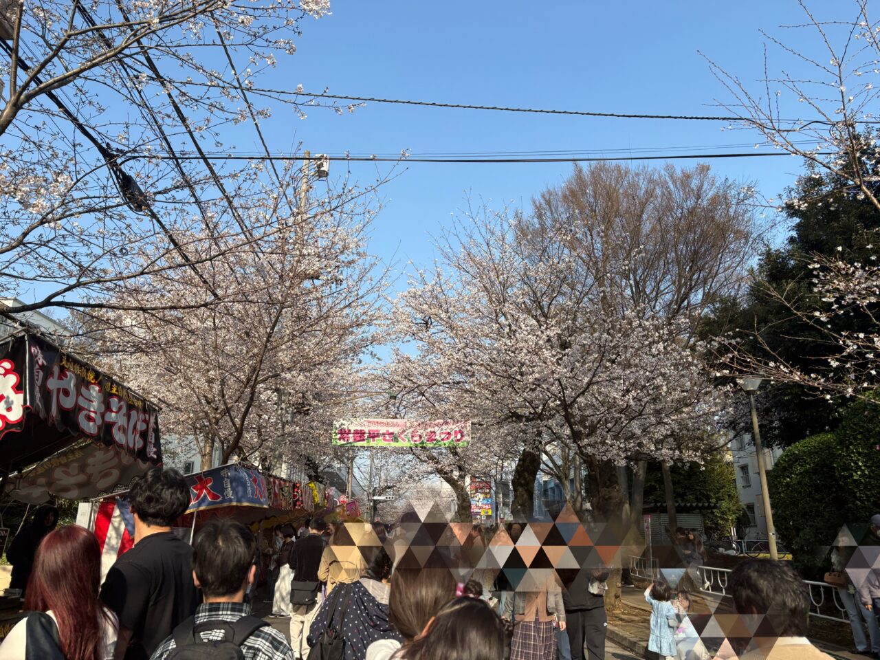 常盤平桜祭り